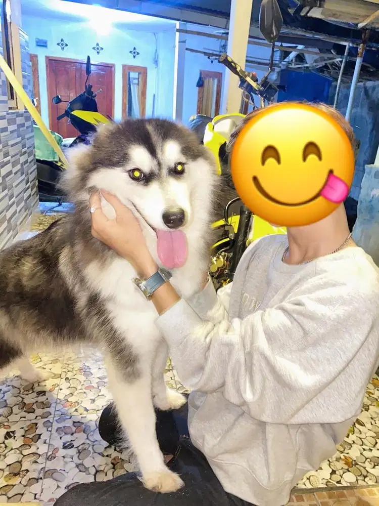 siberian husky (betina)