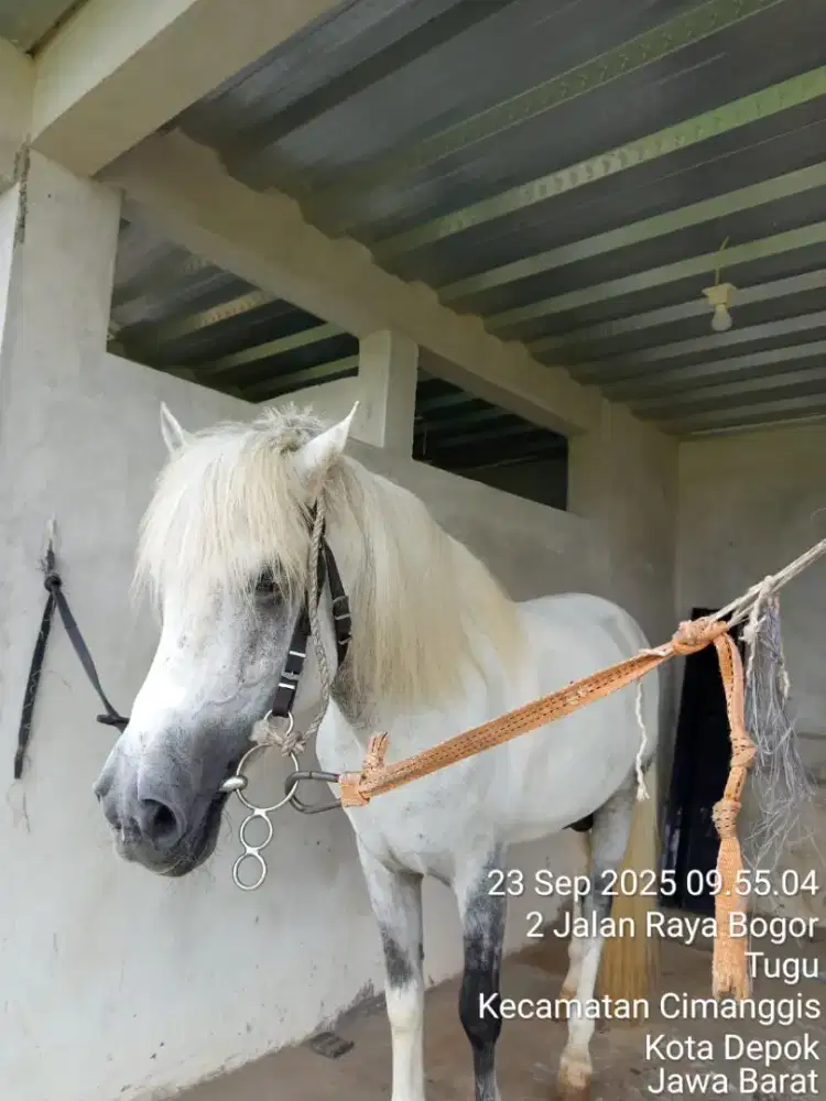 Kuda Jantan Istimewa