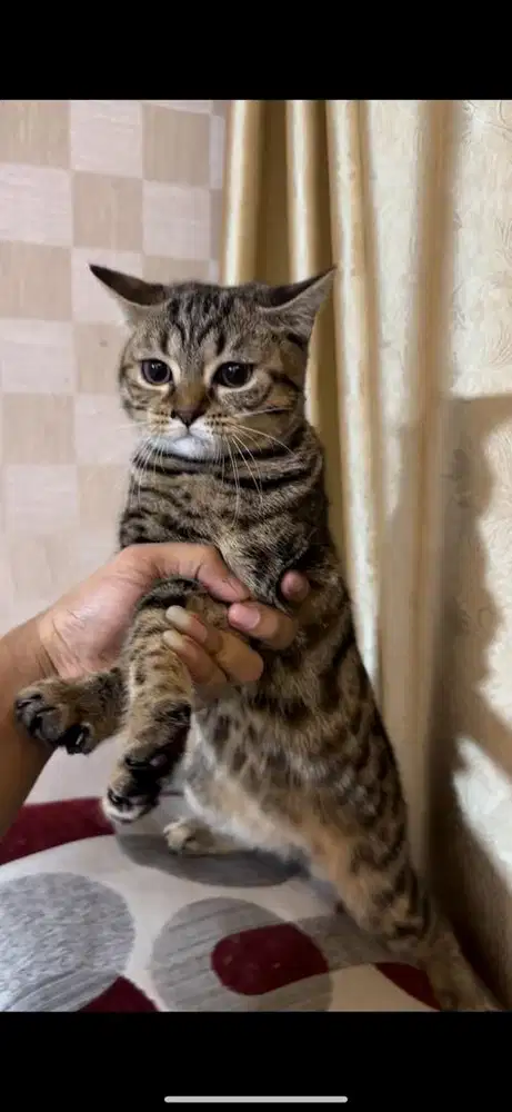 Bsh Munchkin Ns Scottish Betina