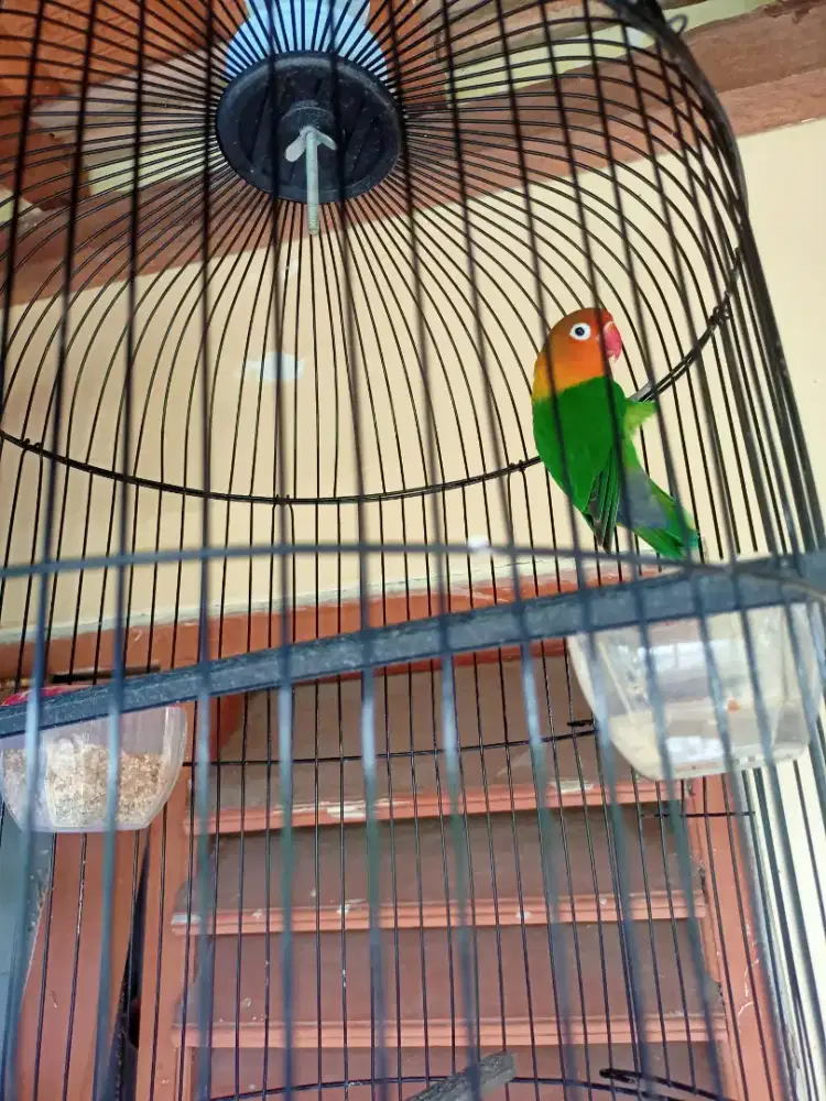 Lovebird Betina Dewasa