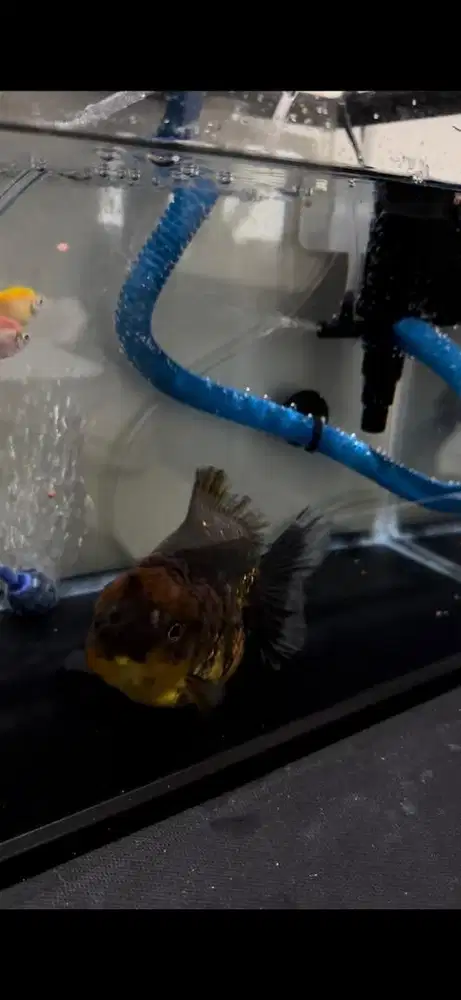 IKAN FREE AQUARIUM 1 SET