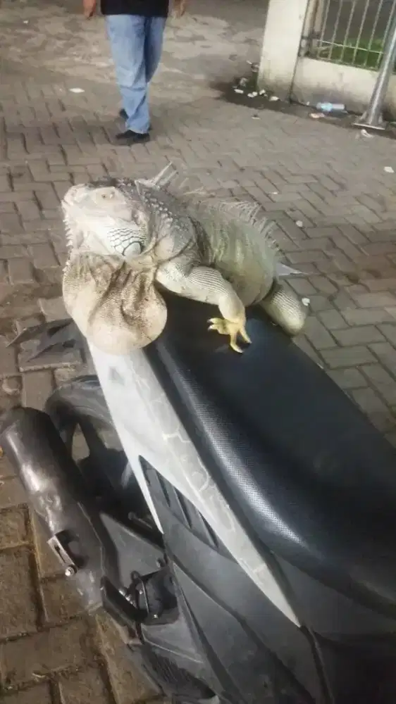 Iguana jantan jumbo