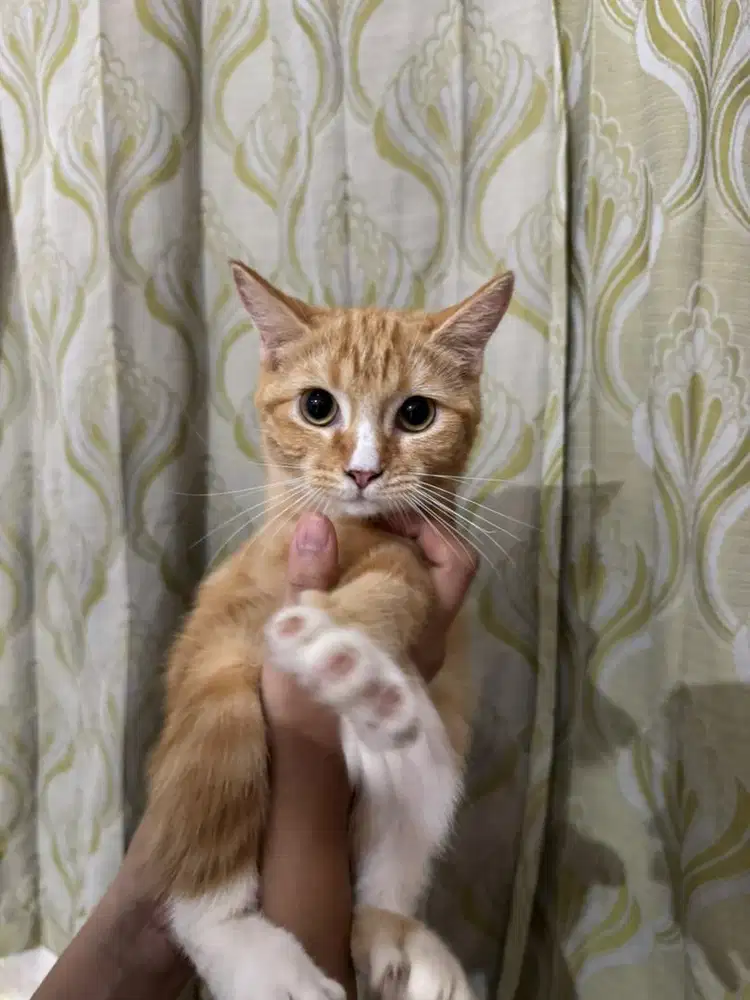 adopt kucing mix dom