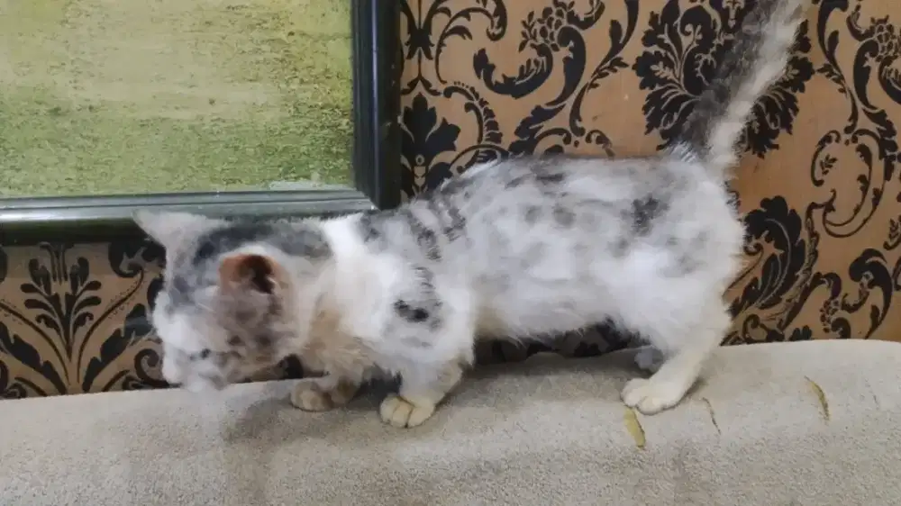 DIJUAL KUCING MUNCHKIN