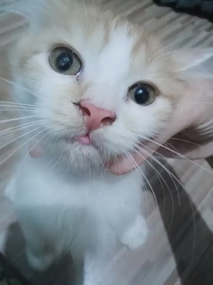 Kucing blasteran mix anggora - persia