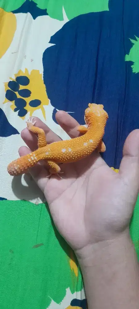 Hypo Bell Gecko