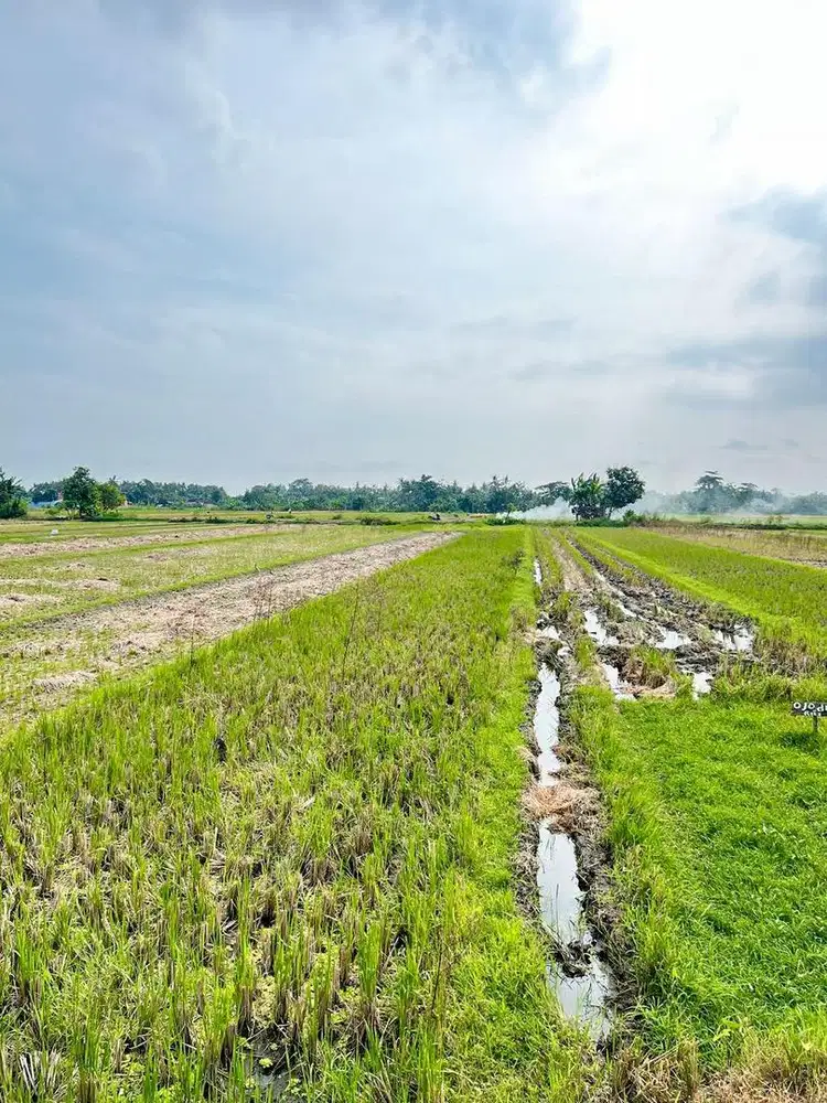 Dijual Sawah Mangku Jalan Aspal