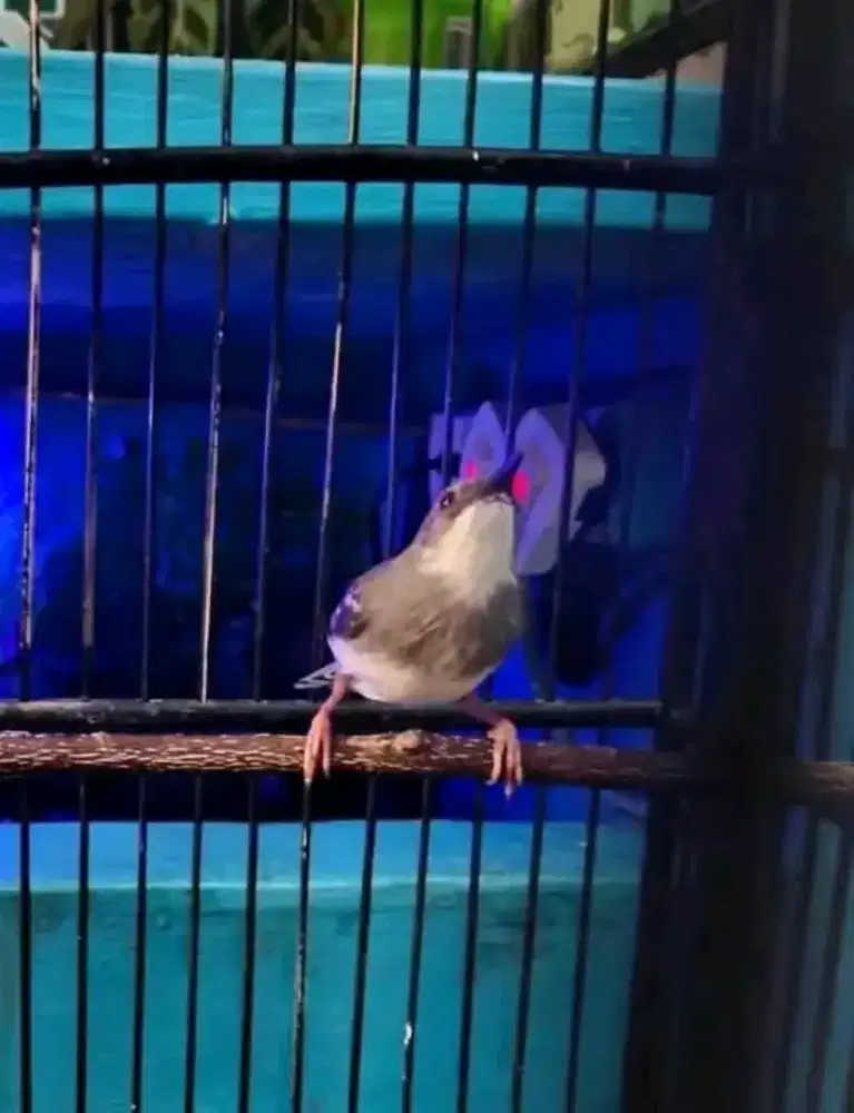 Ciblek cristal jantan bren