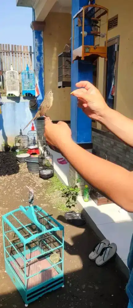 Ciblek gunung jantan jinak bren