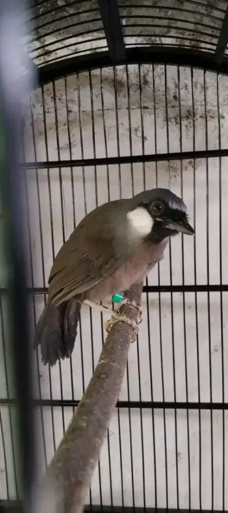 Paud poksay hongkong garansi jantan usia 3bln