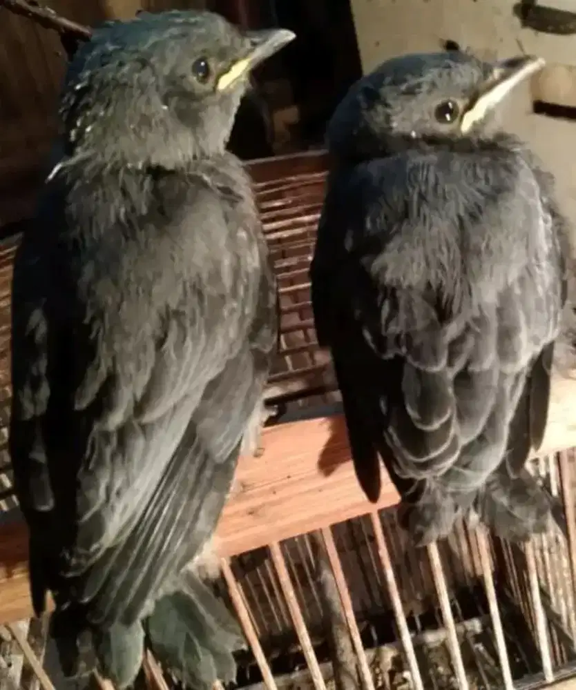 Paud srigunting abu mata putih sepasang