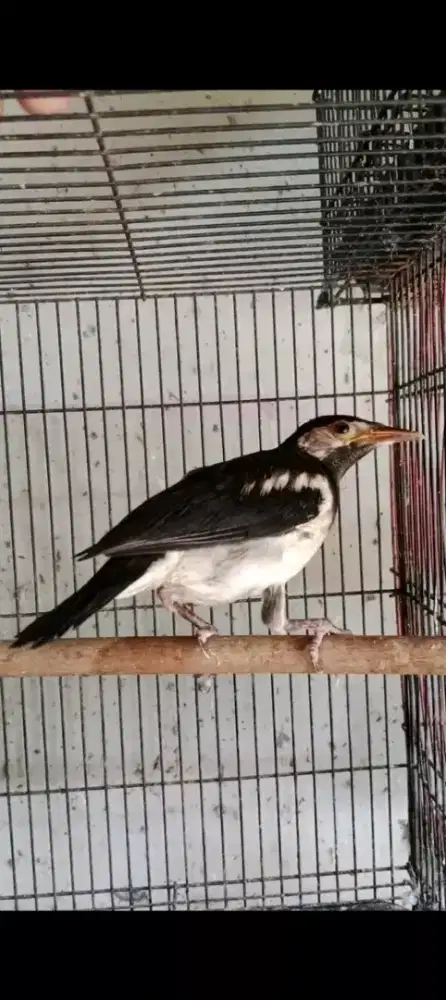 Paud jalak suren mandiri jinak