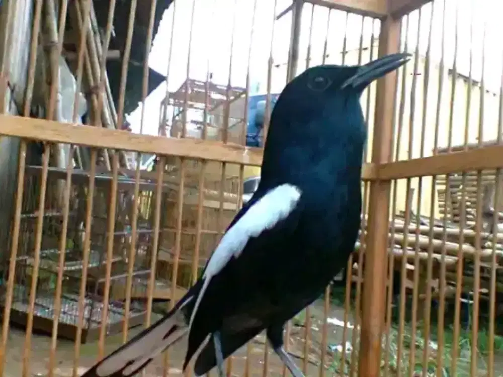 Kacer dahit Jawa timur gacor bocor