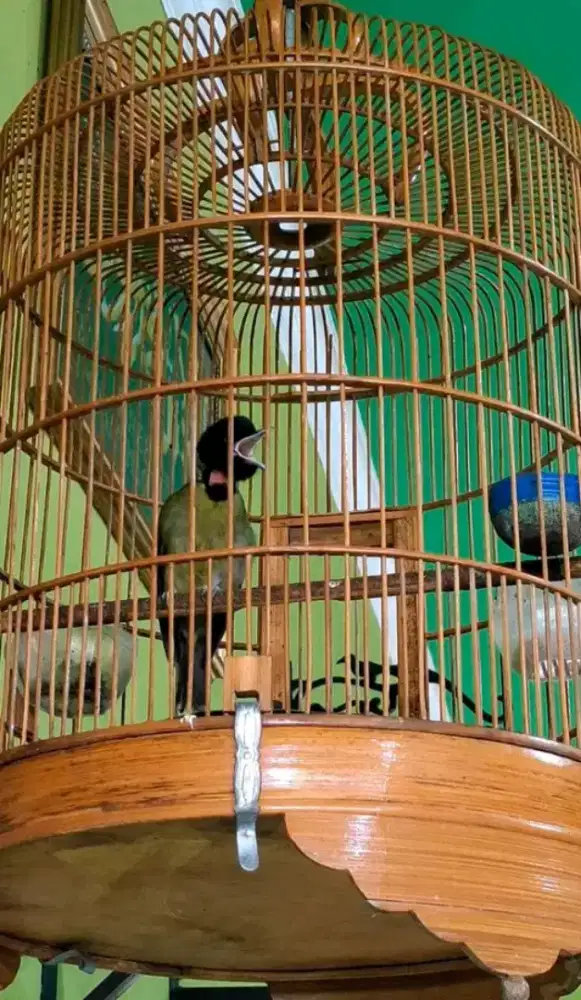 Samyong jantan gacor variasi