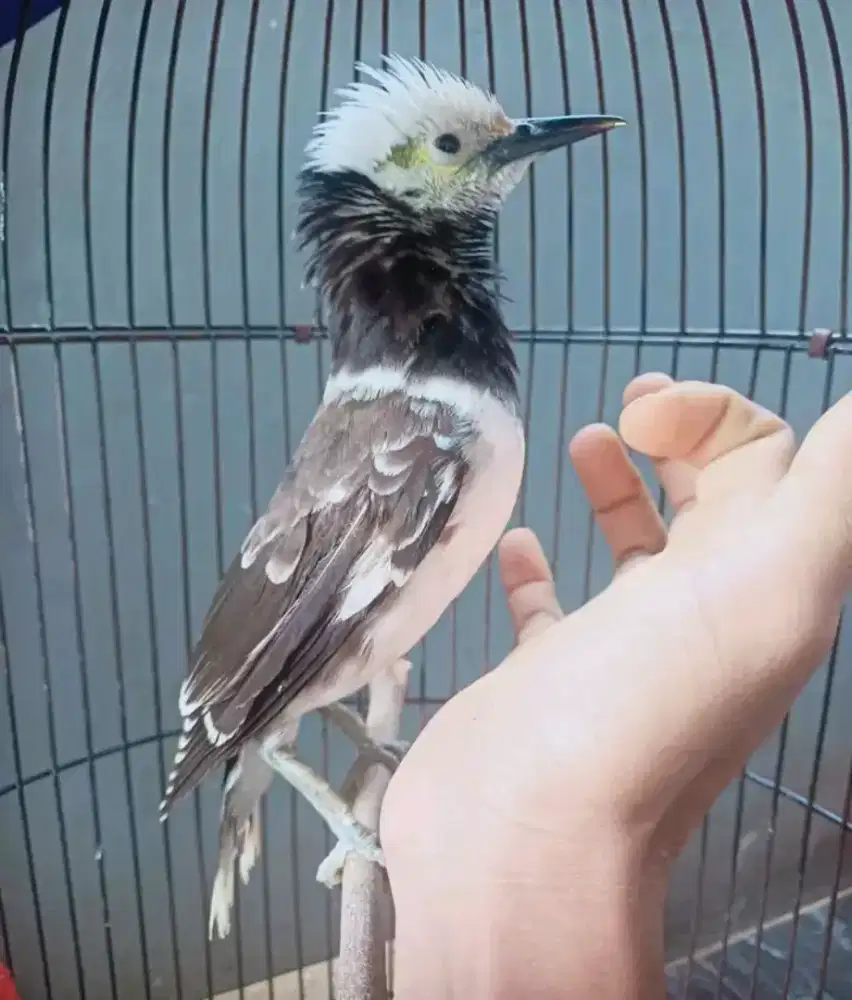 Jalak hongkong gacor jinak