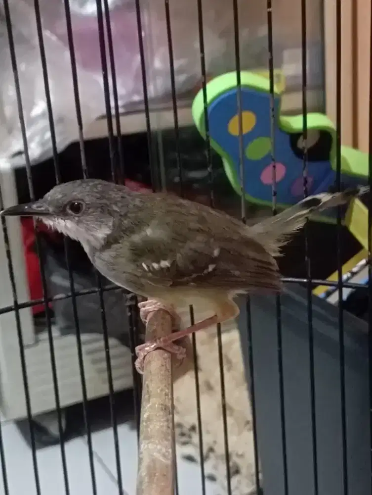 Burung cisem ciblek semi jantan pur total