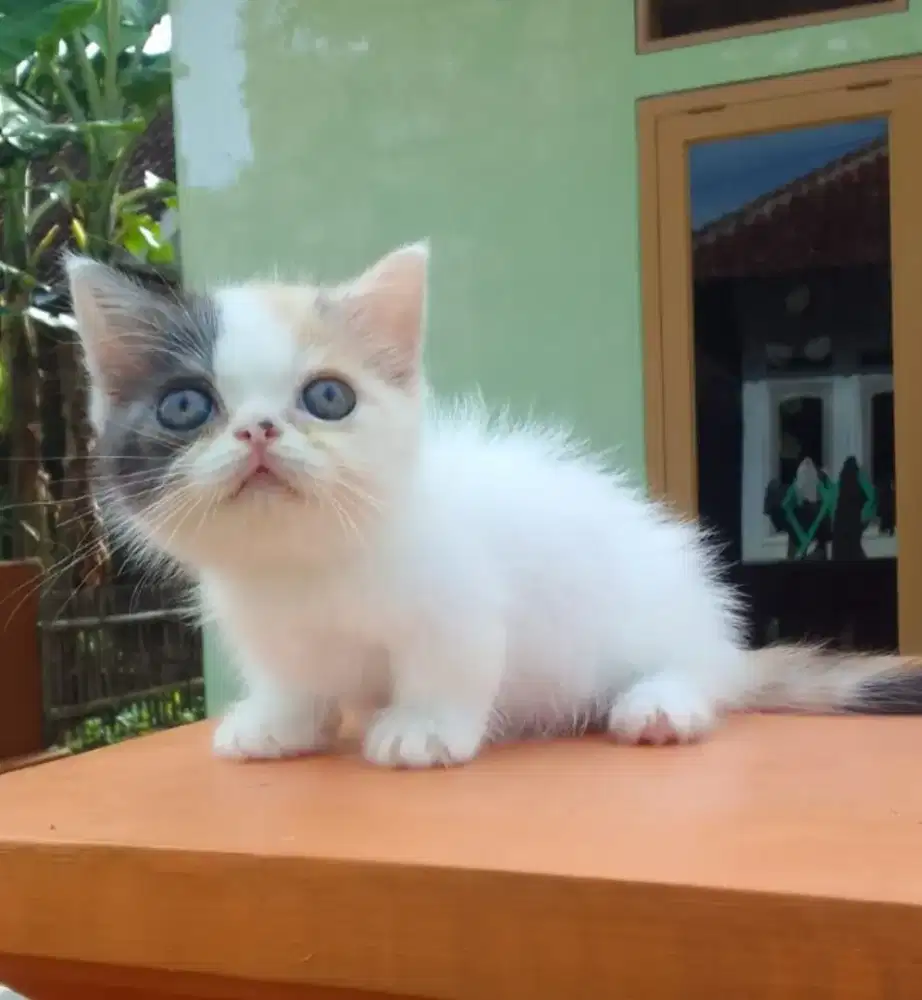 Munchkin BSH Calico Cebol Minuet Kitten Betina