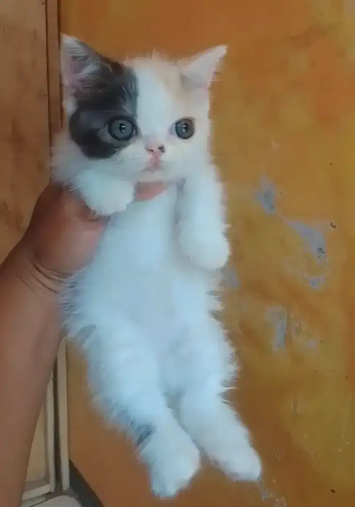 kitten Munchkin BSH Calico Cebol Minuet Betina