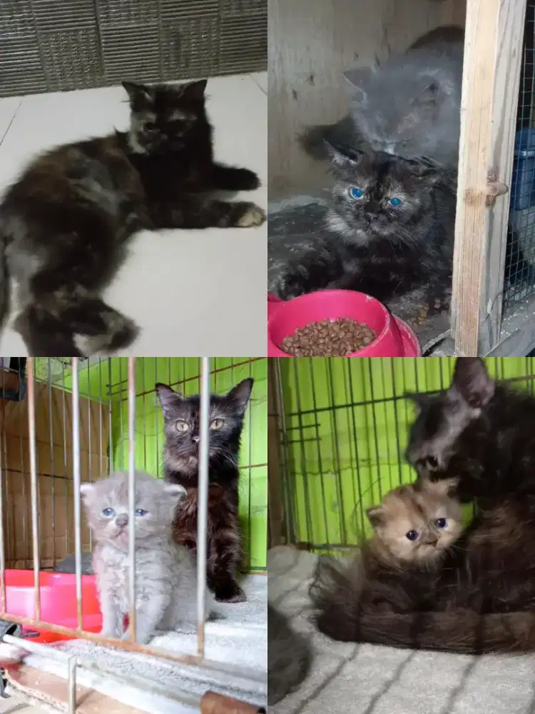 Kucing betina Munchkin NS hamil