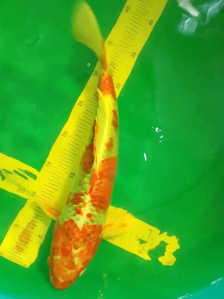 Ikan koi jenis Kujaku 40cm warna orange metalik