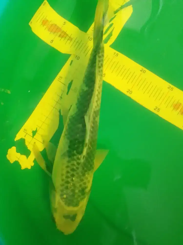 Ikan koi jenis Kage Shiro antik 36cm