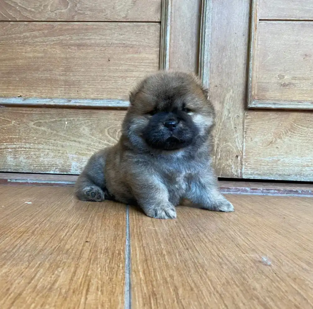 Chow chow,male,dob 06 oktober 2025