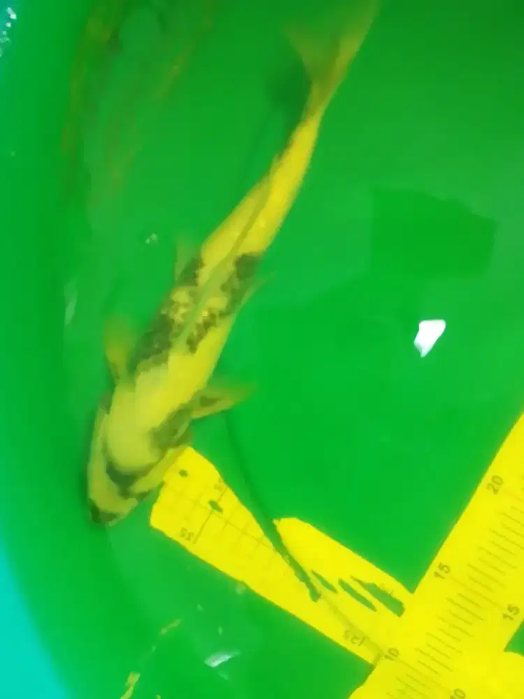 Ikan koi jenis Shiro 31cm pola bagus