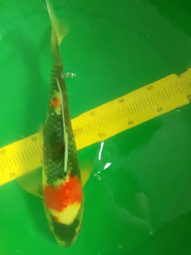 Ikan koi jenis Showa 33cm