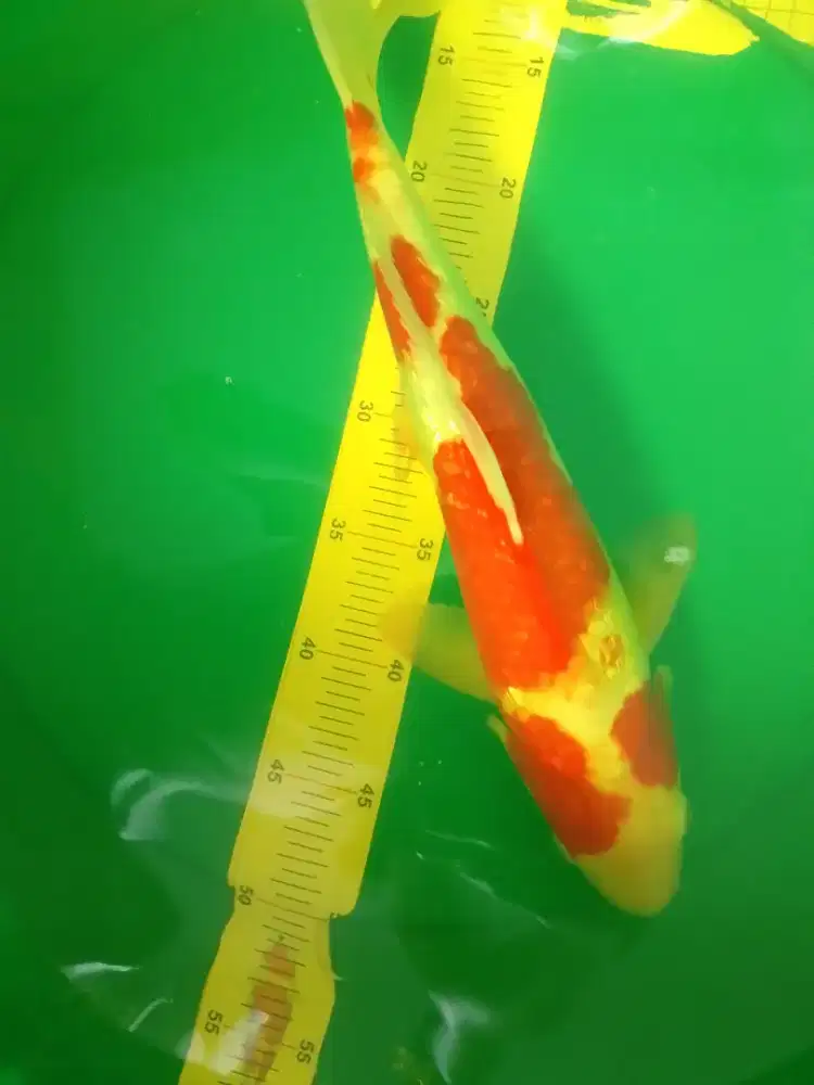 Ikan koi jenis Kohaku Ginrin 39cm male