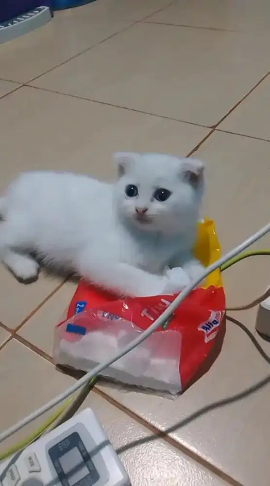 Kitten Scottish fold betina