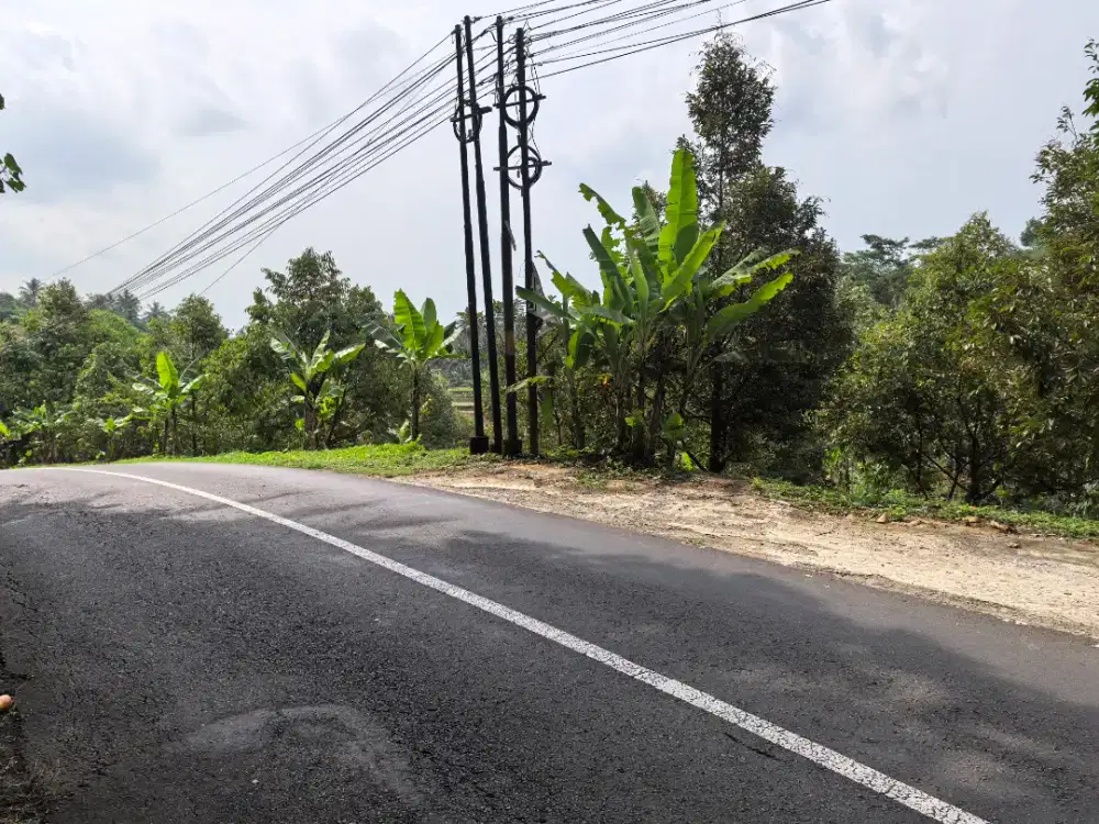Kebun durian dan jati pinggir jalan aspal
