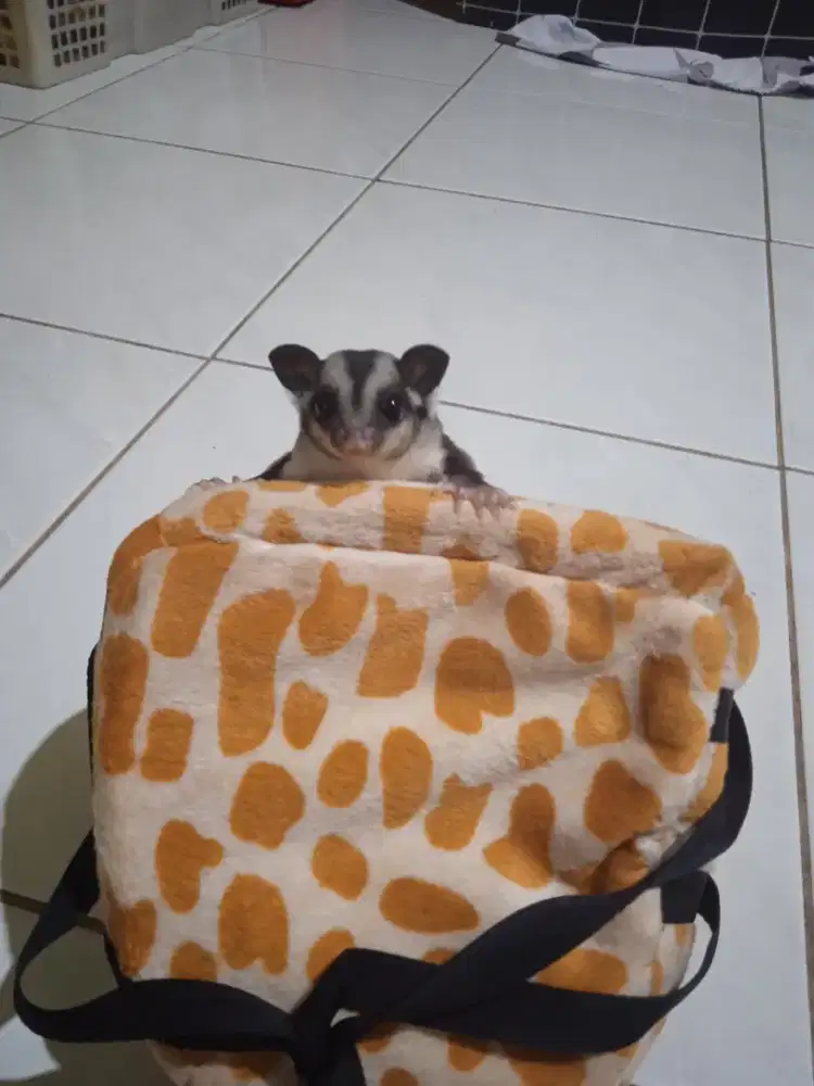 Sugar Glider Joey CG sepasang ce-co hasil breading sendiri