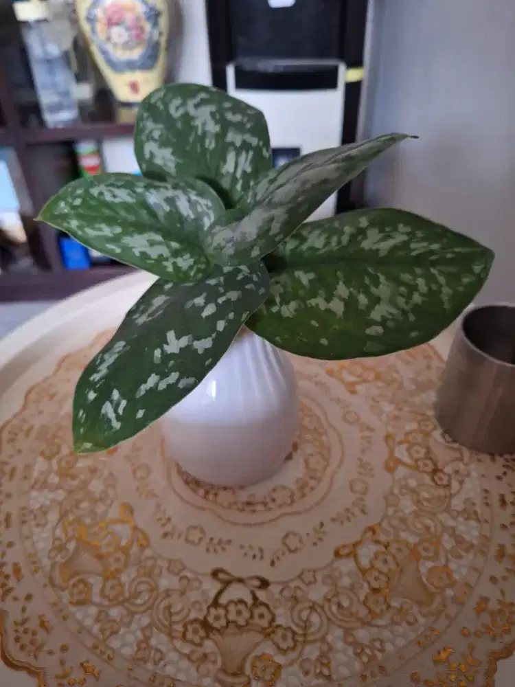 Tanaman indoor hiasan meja