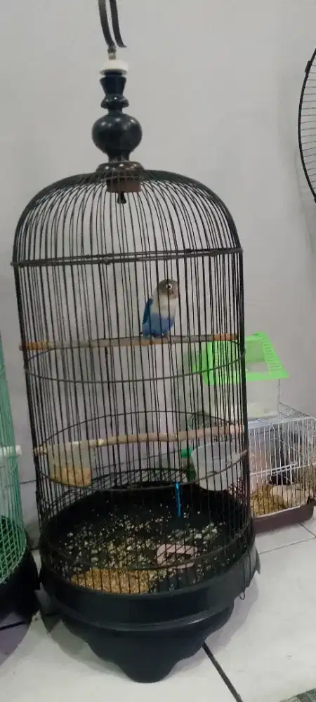 Burung lovebird +