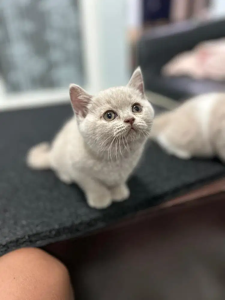 BSH pure lilac betina