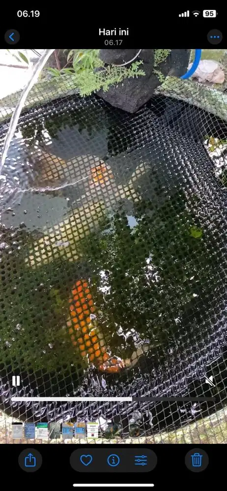 Ikan koi 3 ekor besar