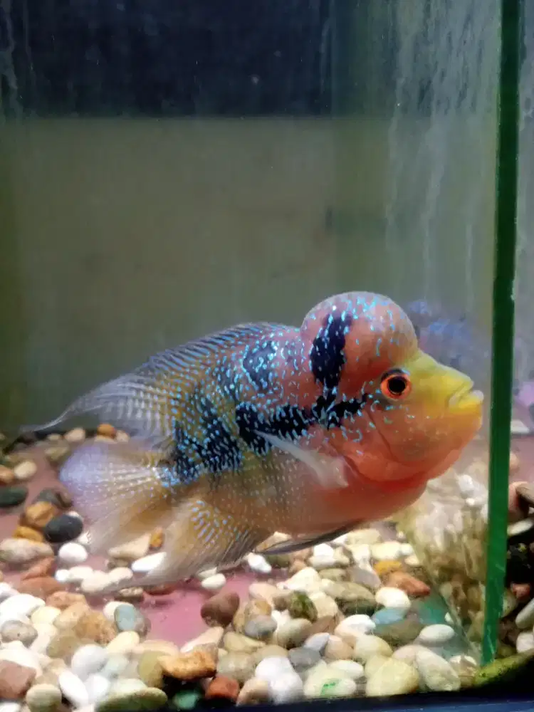 Jual ikan louhan cencu size 3 jari