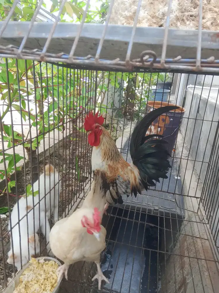 Ayam Kate SNI spasang