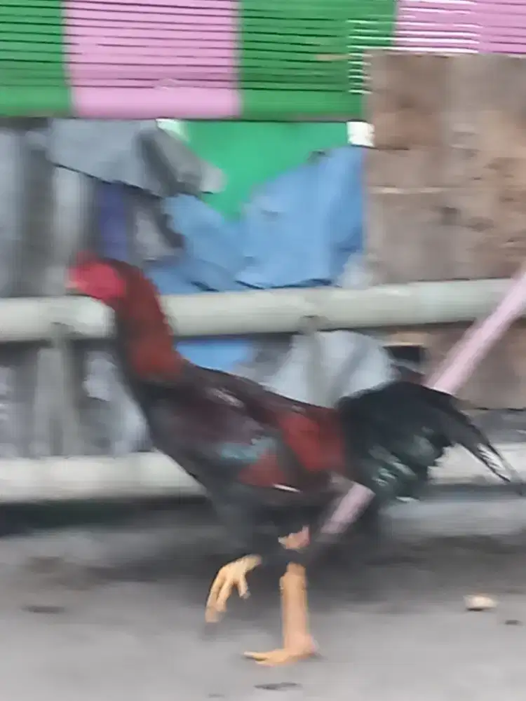 AYAM KAMPUNG JAGO KETURUNAN BANGKOK JOS