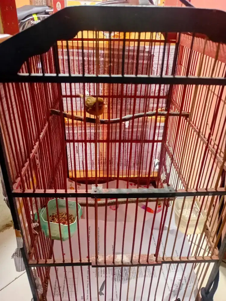 Burung kenari betina plus kurung