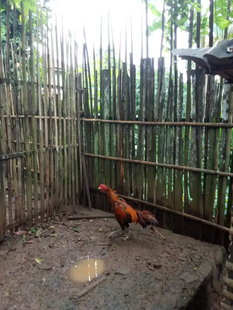 Jual 2 ayam bangkok pakhoy