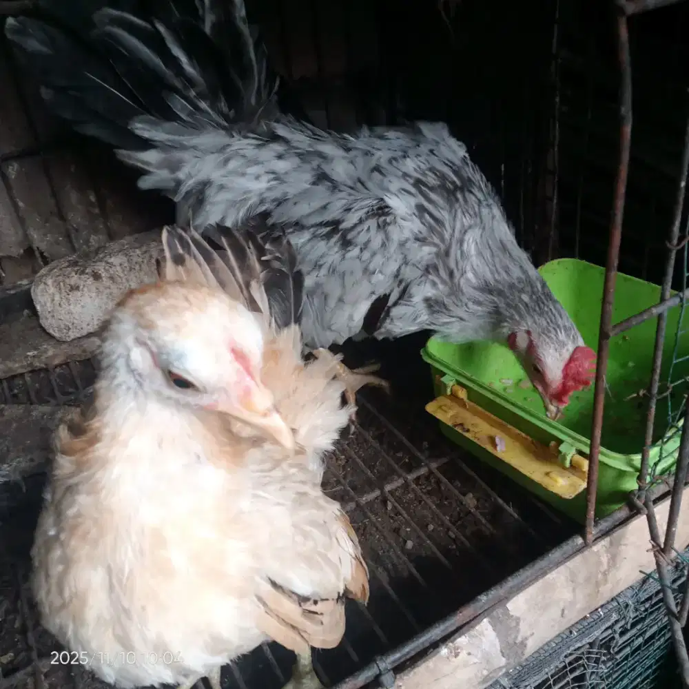 Ayam betina dan jantan