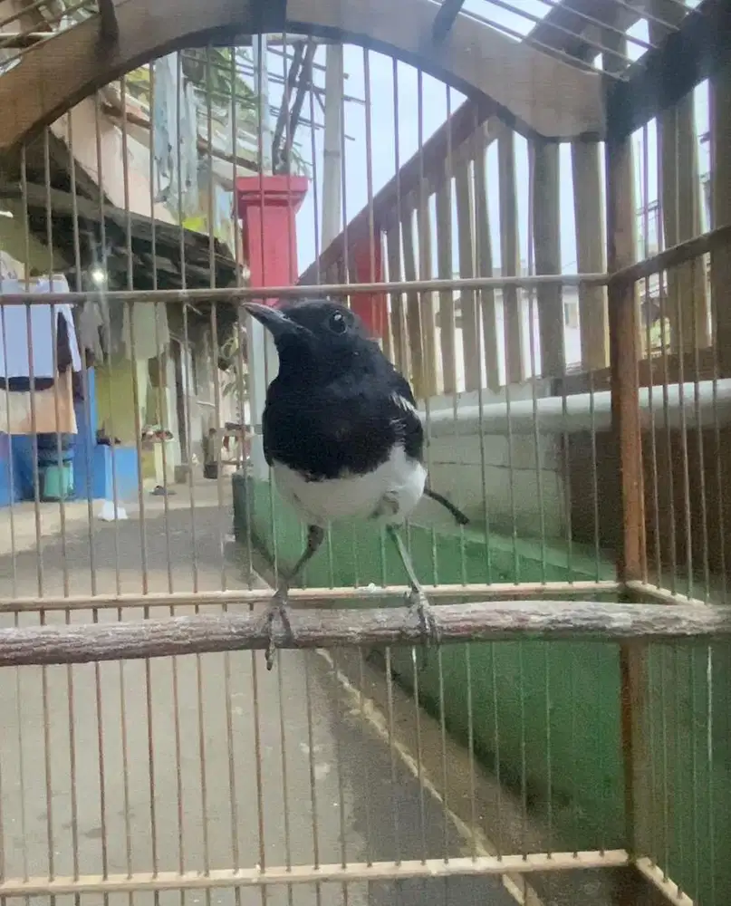 kacer priangan 3 larasan