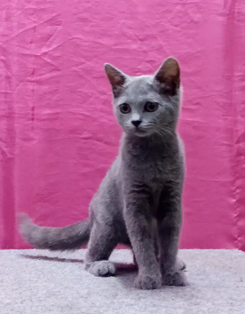 BSH Mix breed blue solid