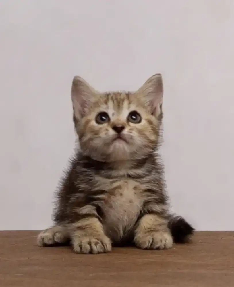Munchkin kitten cebol