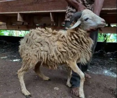 tabungan domba qurban 500rb/bln 7x 30kiloanUP timbang riil kurban 2026