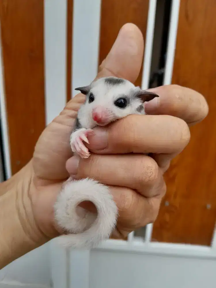 SUGAR GLIDER MOZAIC JOEY JANTAN