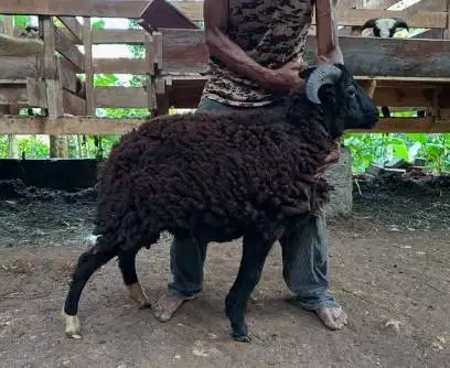 cicilan 500rb/bln 7x domba qurban 30kiloanUP timbang riil siap kurban