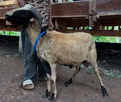 cicilan 500rb/bln 7x domba qurban 30kiloanUP timbang riil siap kurban