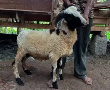 cicilan 500rb/bln 7x domba qurban 30kiloanUP timbang riil kurban 2026